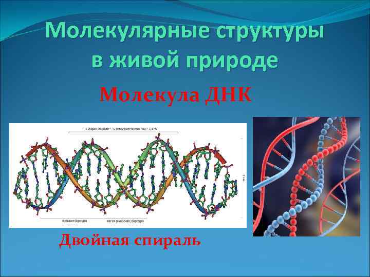 Молекулярные структуры в живой природе Молекула ДНК Двойная спираль 