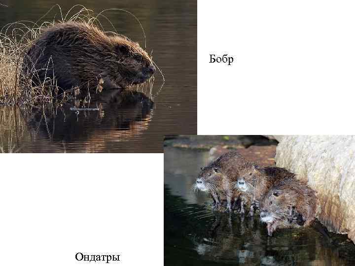 Бобр Ондатры 