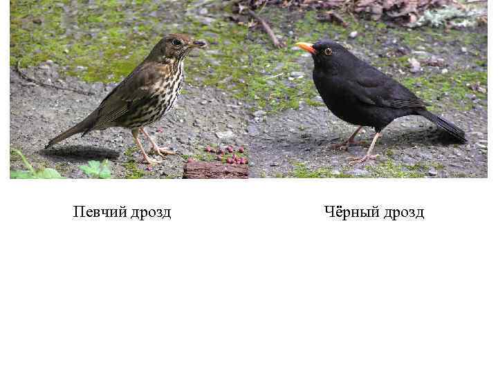 Певчий дрозд Чёрный дрозд 
