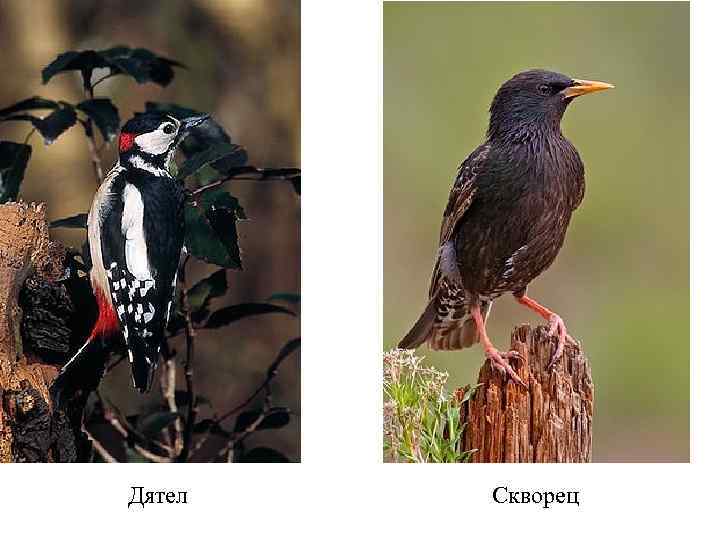 Дятел Скворец 