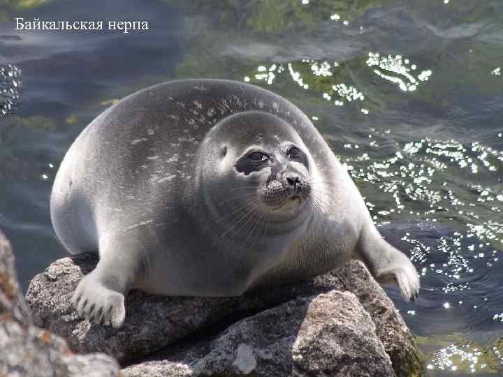 Байкальская нерпа 