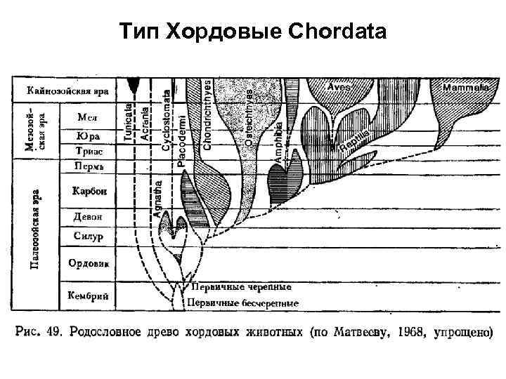 Тип Хордовые Chordata 