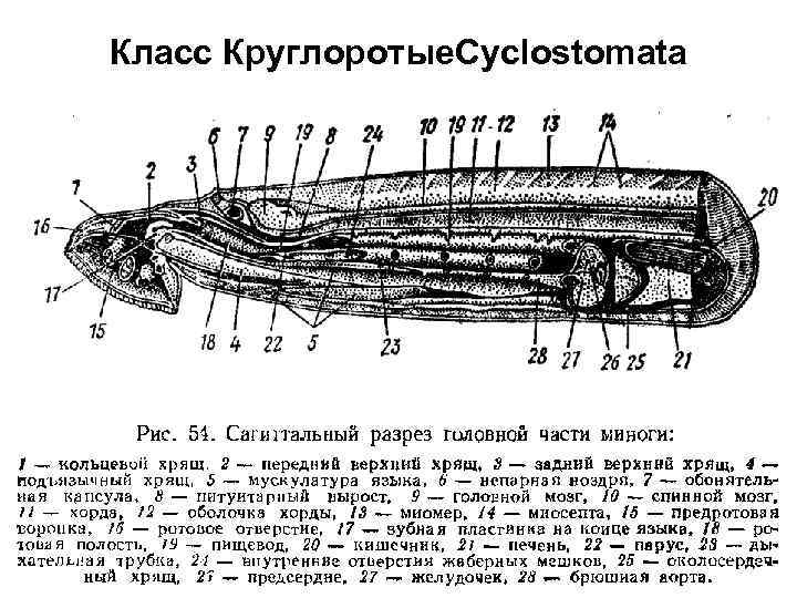 Класс Круглоротые. Cyclostomata 