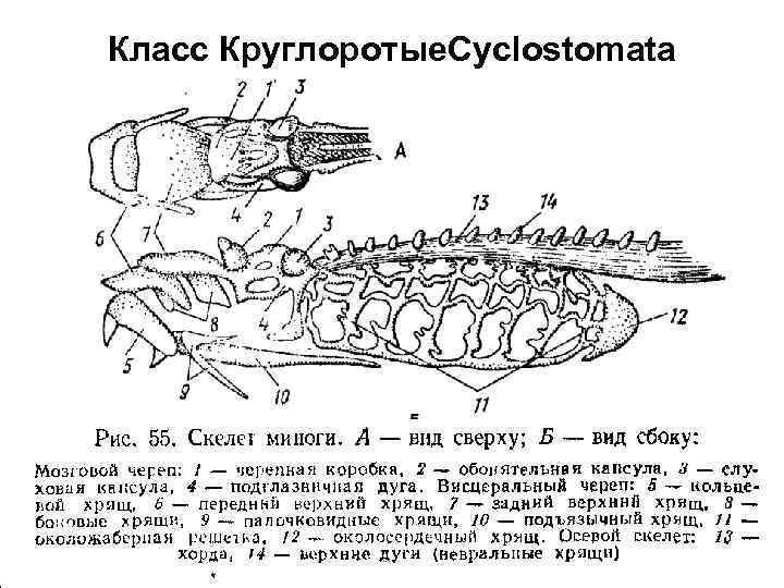 Класс Круглоротые. Cyclostomata 