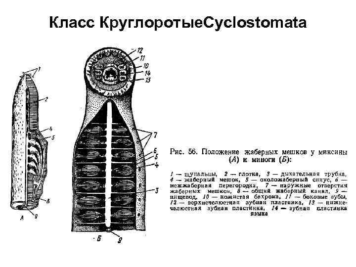 Схема кровеносной системы речной миноги