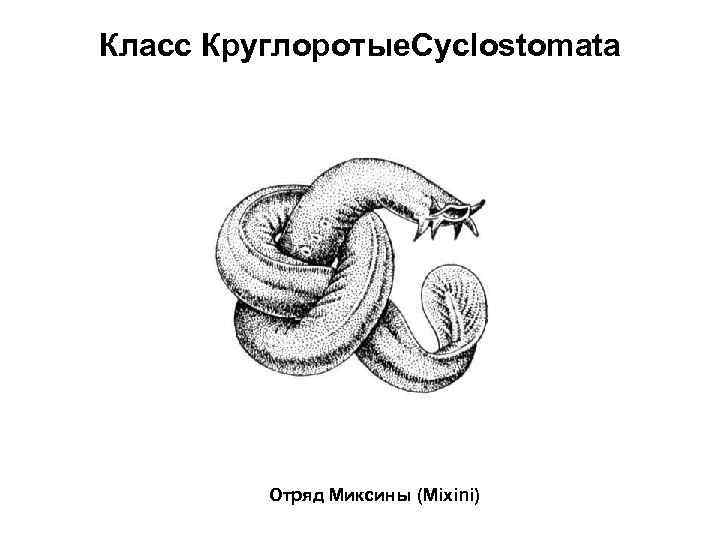 Класс Круглоротые. Cyclostomata Отряд Миксины (Mixini) 