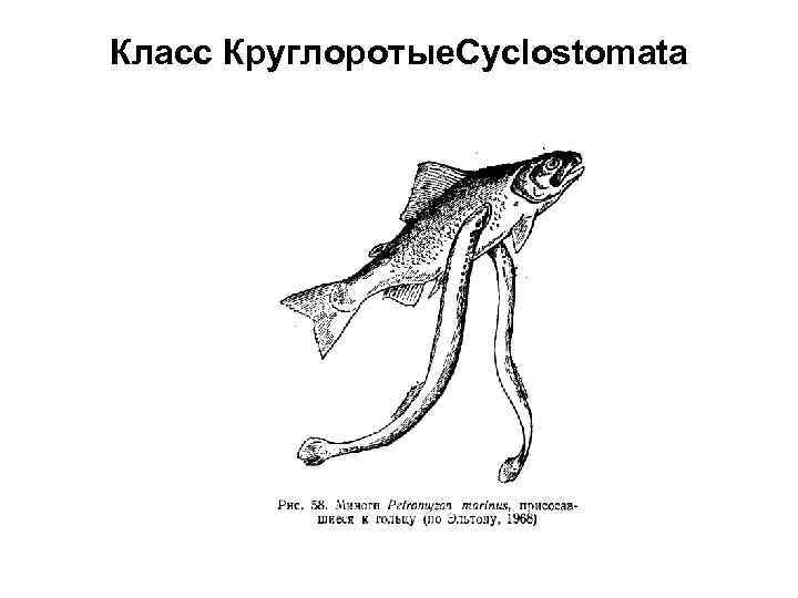 Класс Круглоротые. Cyclostomata 