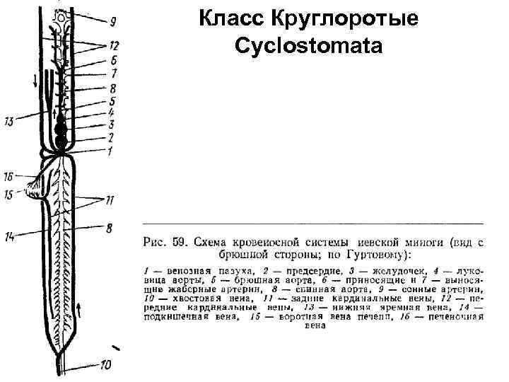 Класс Круглоротые Cyclostomata 