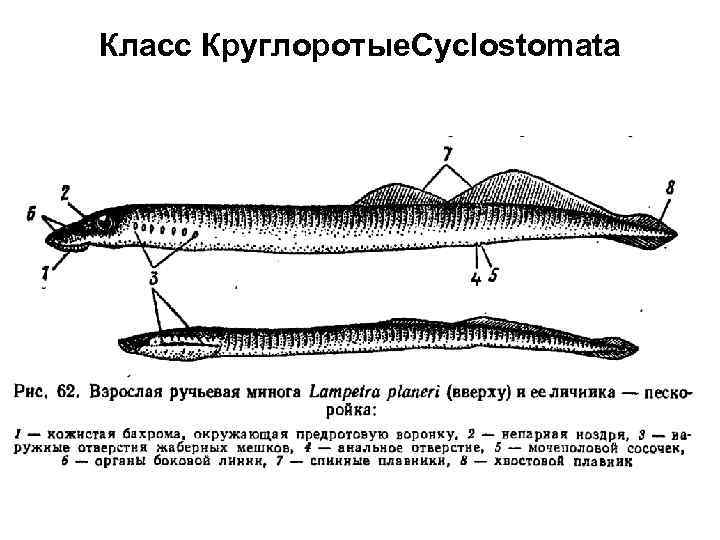 Класс Круглоротые. Cyclostomata 