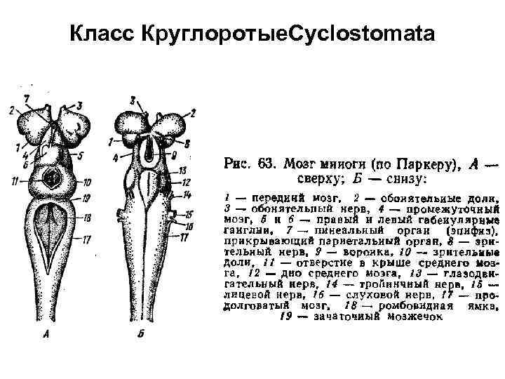 Класс Круглоротые. Cyclostomata 