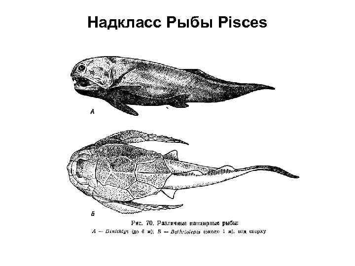 Надкласс Рыбы Pisces 