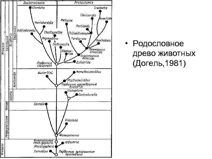  • Родословное древо животных (Догель, 1981) 