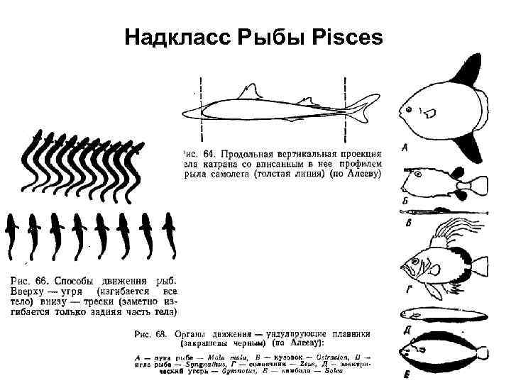 Надкласс Рыбы Pisces 