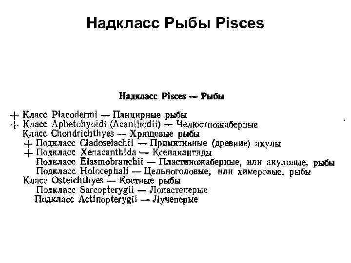 Надкласс Рыбы Pisces 