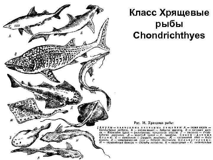 Класс Хрящевые рыбы Chondrichthyes 