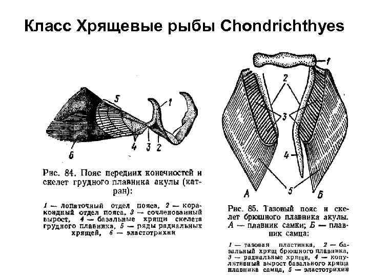 Класс Хрящевые рыбы Chondrichthyes 