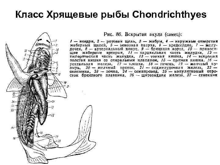 Класс Хрящевые рыбы Chondrichthyes 