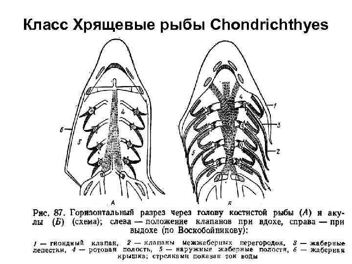 Класс Хрящевые рыбы Chondrichthyes 