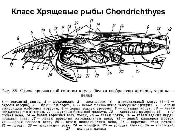 К какому классу относят животных модель строения сердца которых показана на рисунке хрящевые рыбы