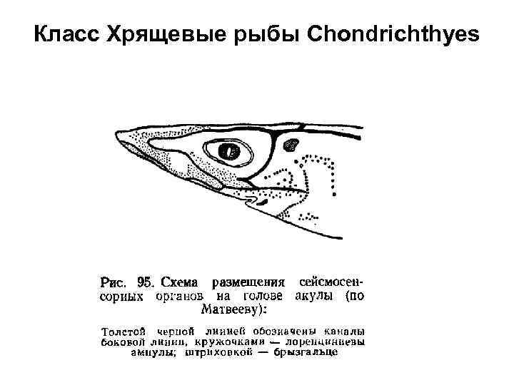 Класс Хрящевые рыбы Chondrichthyes 