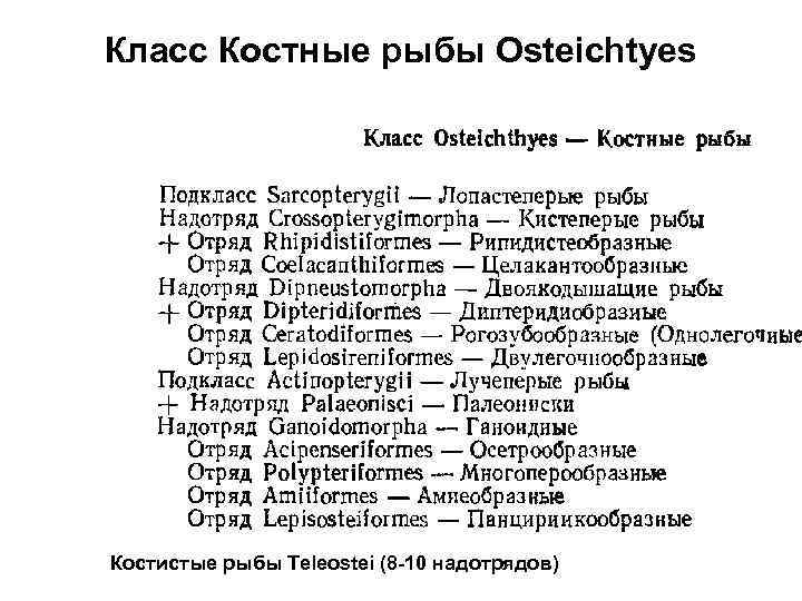 Класс Костные рыбы Osteichtyes Костистые рыбы Teleostei (8 -10 надотрядов) 