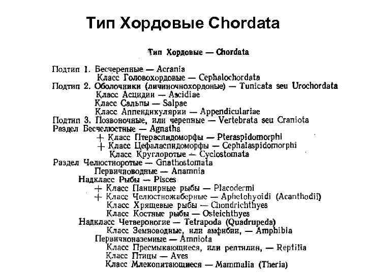 Тип Хордовые Chordata 