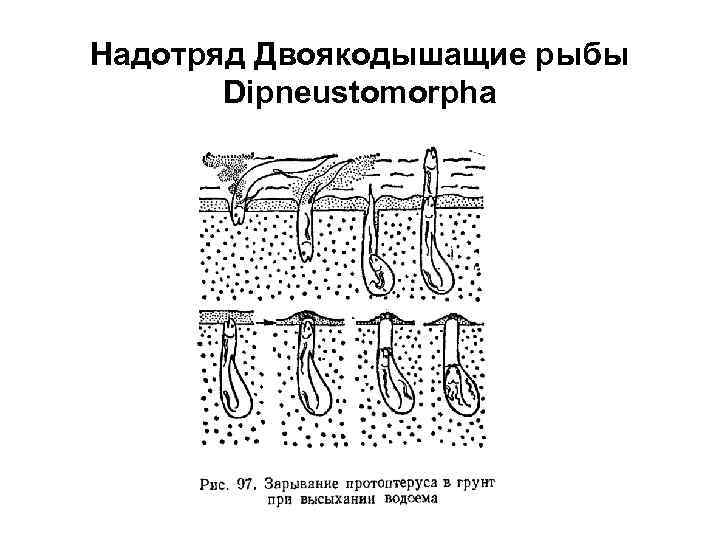 Надотряд Двоякодышащие рыбы Dipneustomorpha 