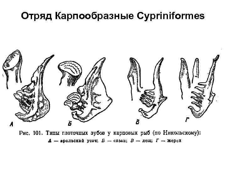 Отряд Карпообразные Cypriniformes 