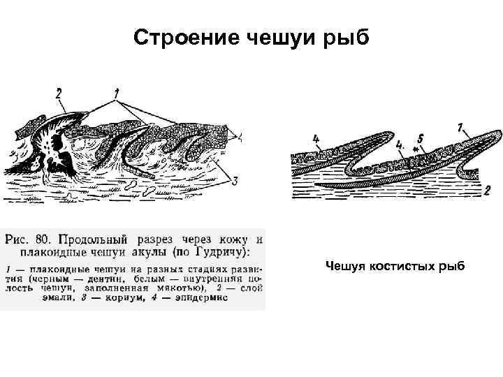 Строение чешуи рыб Чешуя костистых рыб 