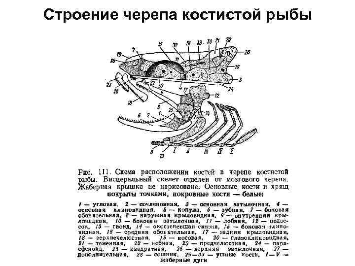 Схема строения черепа костистой рыбы