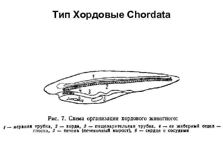 Общая характеристика хордовых. Тип Хордовые схема. Схема строения хордового животного. Строение хордовых. Общая схема внутреннего строения хордового животного.