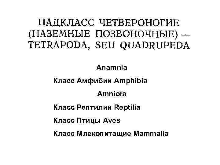 Anamnia Класс Амфибии Amphibia Amniota Класс Рептилии Reptilia Класс Птицы Aves Класс Млекопитащие Mammalia