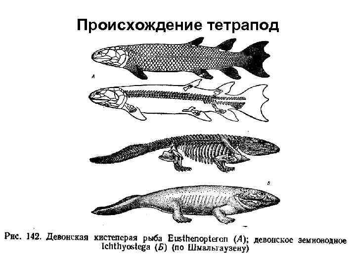 Происхождение тетрапод 