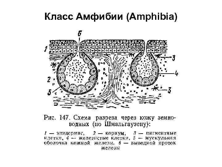 Класс Амфибии (Amphibia) 