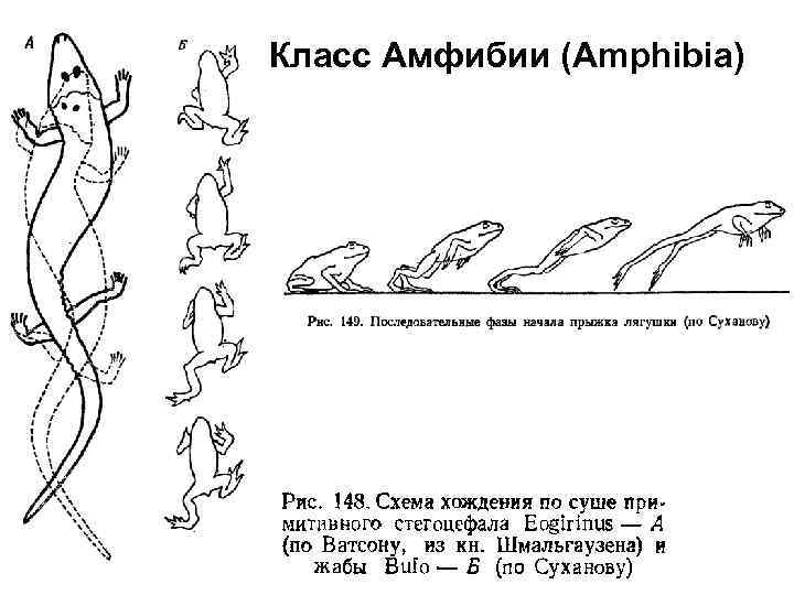 Класс Амфибии (Amphibia) 