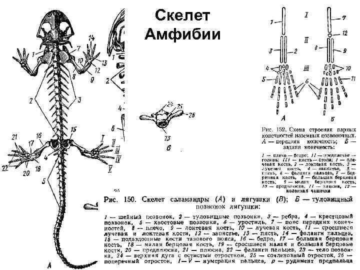 Скелет амфибий и рептилий