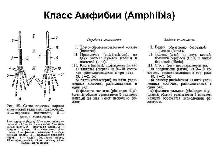 Класс Амфибии (Amphibia) 