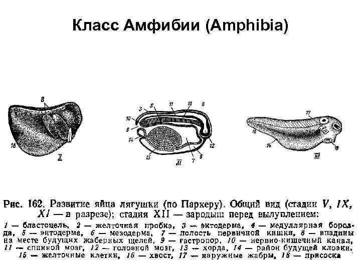 Класс Амфибии (Amphibia) 