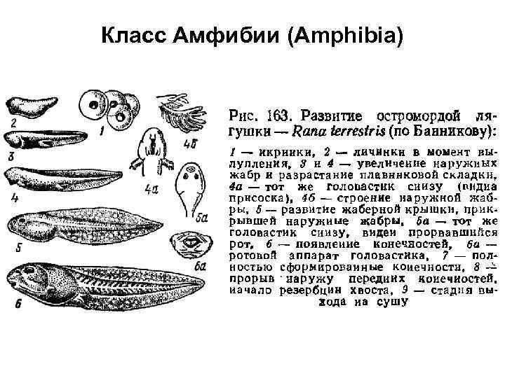 Класс Амфибии (Amphibia) 