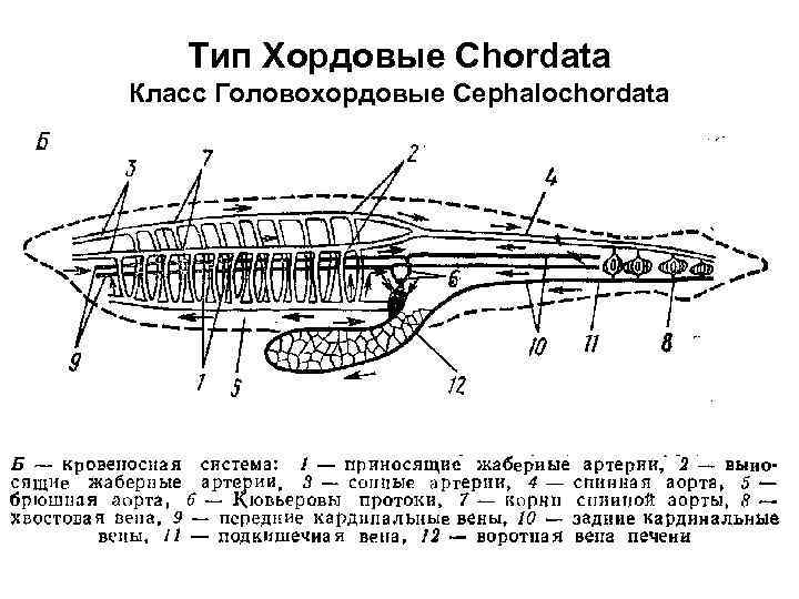 Тип Хордовые Chordata Класс Головохордовые Cephalochordata 