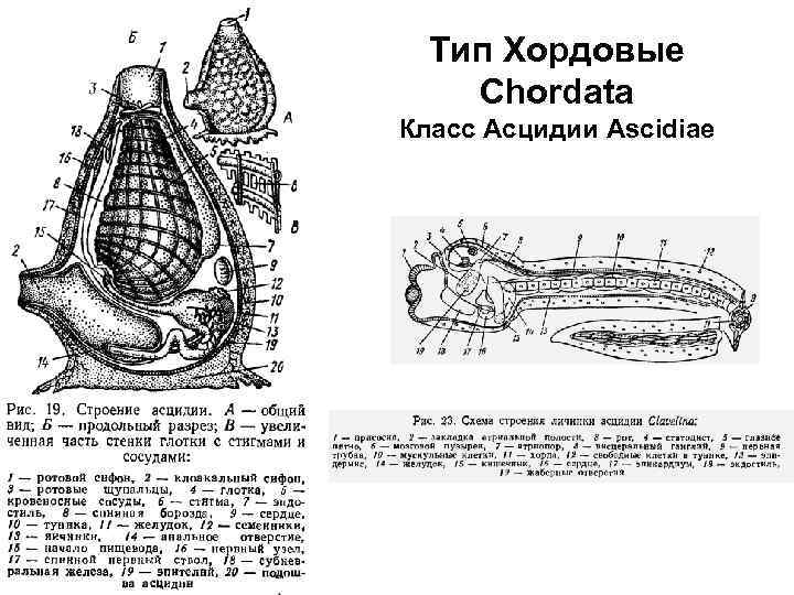 Экстракт асцидии