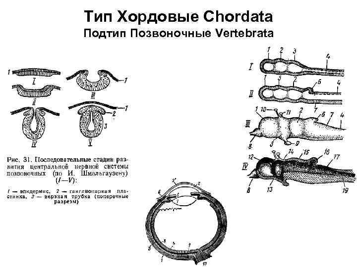 Тип Хордовые Chordata Подтип Позвоночные Vertebrata 