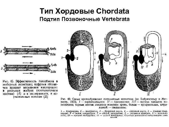 Тип Хордовые Chordata Подтип Позвоночные Vertebrata 