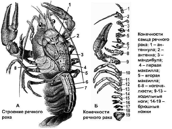 Рисунок внешнее строение речного рака