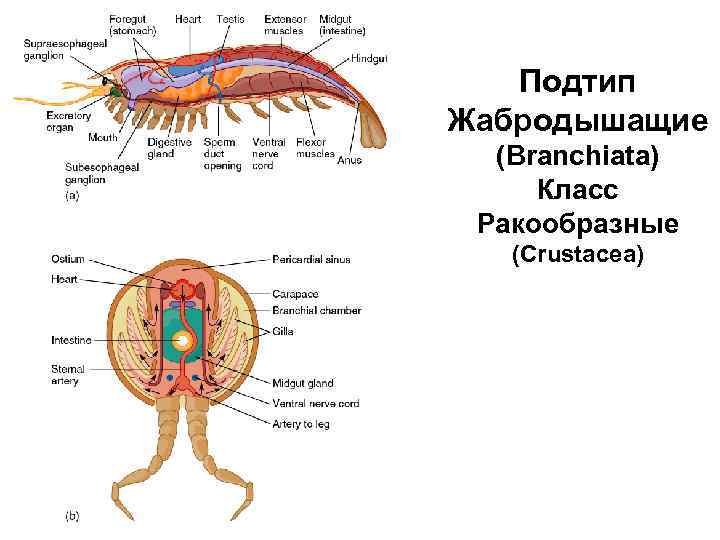 Polyplacophora схема внутренней организации