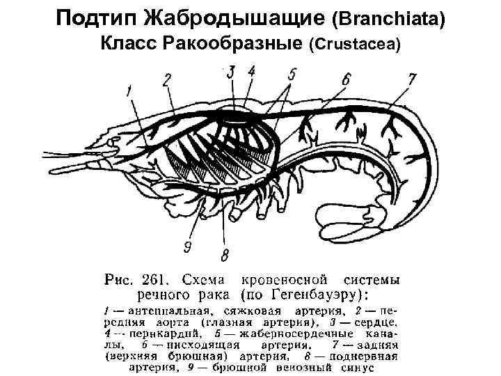Подтип Жабродышащие (Branchiata) Класс Ракообразные (Crustacea) 