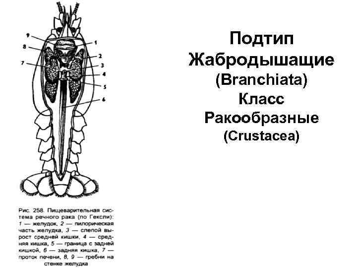 Подтип Жабродышащие (Branchiata) Класс Ракообразные (Crustacea) 