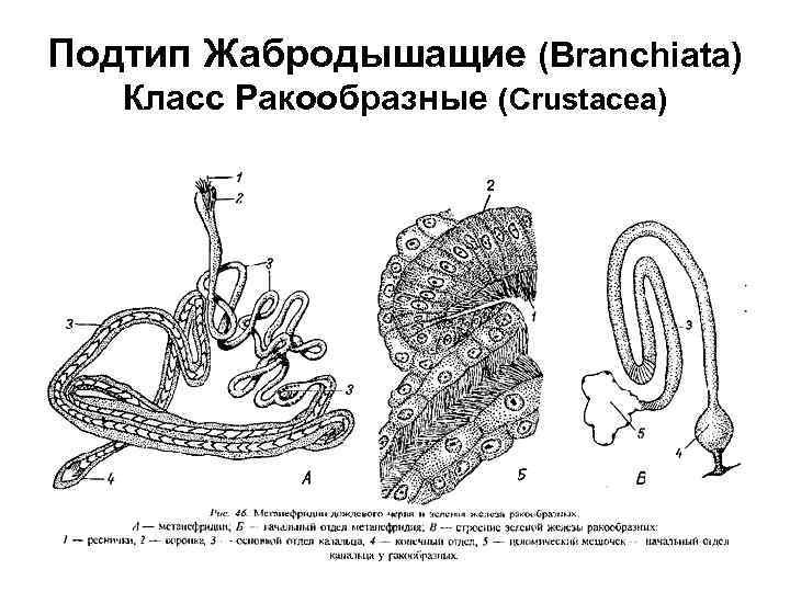 Подтип Жабродышащие (Branchiata) Класс Ракообразные (Crustacea) 