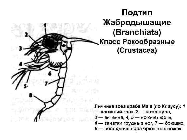 Подтип Жабродышащие (Branchiata) Класс Ракообразные (Crustacea) Личинка зоеа краба Maia (по Клаусу): 1 —
