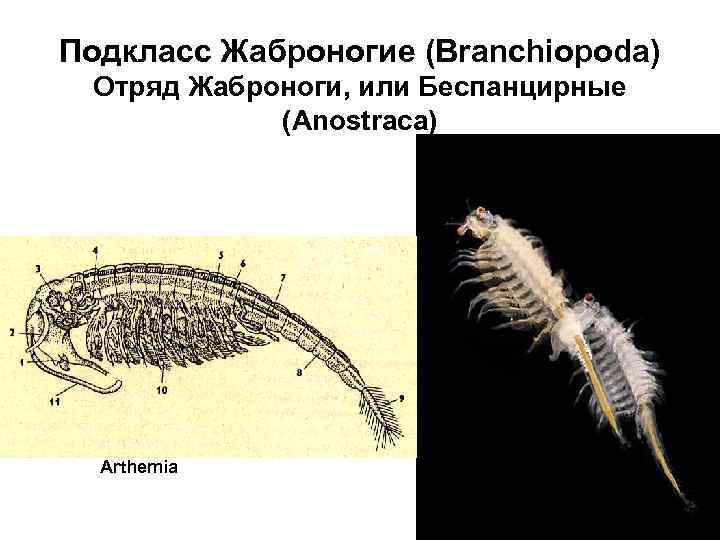 Подкласс Жаброногие (Branchiopoda) Отряд Жаброноги, или Беспанцирные (Anostraca) Arthemia 